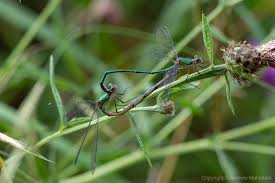 Attēlu rezultāti vaicājumam “Chalcolestes viridis”