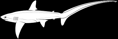 Image result for Alopias superciliosus