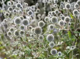 Image result for Echinops spaerocephalus