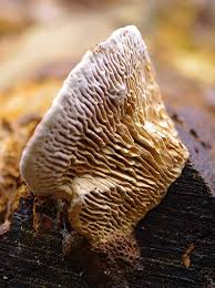 Attēlu rezultāti vaicājumam “Inonotus radiatus”