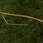 Attēlu rezultāti vaicājumam “Nardus stricta fruit”