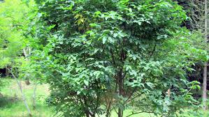 Attēlu rezultāti vaicājumam “Laburnum alpinum fruit”