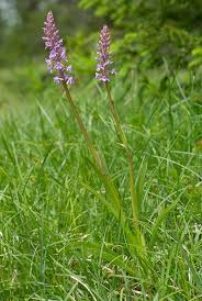 Attēlu rezultāti vaicājumam “Gymnadenia conopsea”