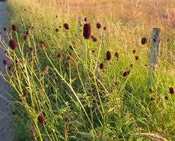 Attēlu rezultāti vaicājumam “Sanguisorba officinalis leaf”