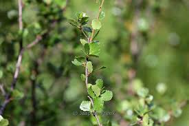 Attēlu rezultāti vaicājumam “Betula nana leaf”