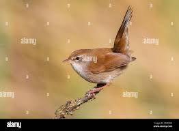 Image result for Cettia cetti