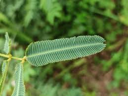 Image result for pohon semalu images