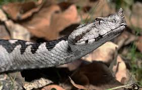 Attēlu rezultāti vaicājumam “Vipera berus adult”