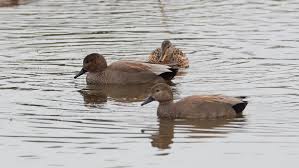 Attēlu rezultāti vaicājumam “Anas strepera female”