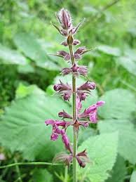 Attēlu rezultāti vaicājumam “Stachys sylvatica leaf”