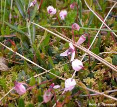 Attēlu rezultāti vaicājumam “Oxycoccus palustris flower”