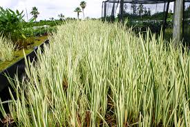 Attēlu rezultāti vaicājumam “Cychramus variegatus”