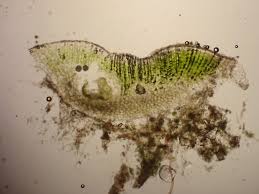 Attēlu rezultāti vaicājumam “Riccia sorocarpa macro”