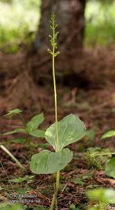 Attēlu rezultāti vaicājumam “Listera ovata flower”