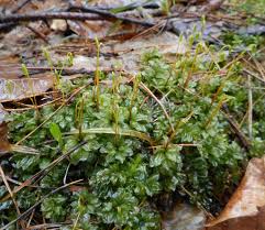 Attēlu rezultāti vaicājumam “Rhodobryum roseum”