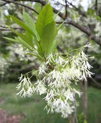 Attēlu rezultāti vaicājumam “Chionanthus virginicus flower”