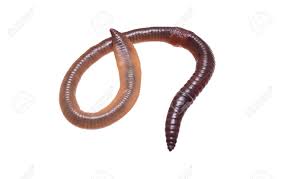 Attēlu rezultāti vaicājumam “Lumbricus terrestris”