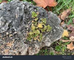 Attēlu rezultāti vaicājumam “Veronica agrestis leaf”