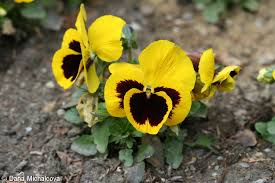 Image result for Viola x wittrockiana `Hiemalis`