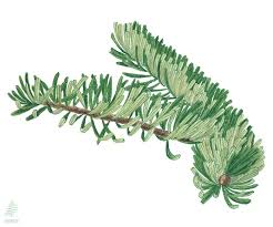 Attēlu rezultāti vaicājumam “Abies alba”