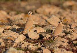 Image result for Cursorius cursor