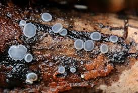 Attēlu rezultāti vaicājumam “Mollisia uda”