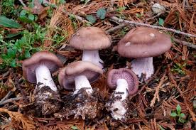 Attēlu rezultāti vaicājumam “Lepista nuda”