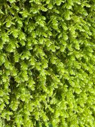 Attēlu rezultāti vaicājumam “Neckera crispa”