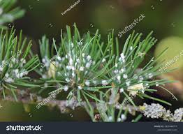 Attēlu rezultāti vaicājumam “Sacchiphantes abietis”