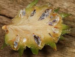 Attēlu rezultāti vaicājumam “Adelges laricis nymph”