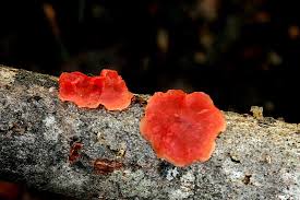 Attēlu rezultāti vaicājumam “Cytidia salicina”