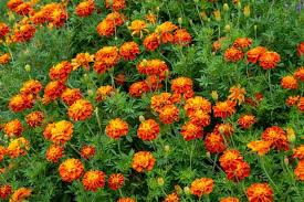 Attēlu rezultāti vaicājumam “Tagetes flower”