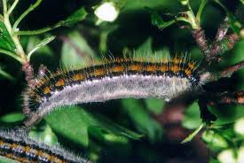 Attēlu rezultāti vaicājumam “Aporia crataegi larva”