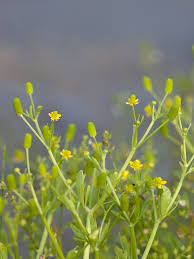 Attēlu rezultāti vaicājumam “Ranunculus sceleratus flower”