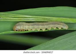 Attēlu rezultāti vaicājumam “Tenthredinidae”