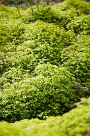 Attēlu rezultāti vaicājumam “Chrysosplenium alternifolium leaf”