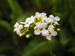 Attēlu rezultāti vaicājumam “Armoracia rusticana bud”