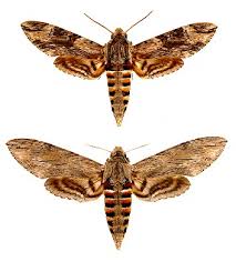 Attēlu rezultāti vaicājumam “Agrius convolvuli”