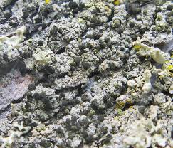 Attēlu rezultāti vaicājumam “Calicium adspersum”