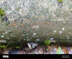 Attēlu rezultāti vaicājumam “Nectria sp., Neonectria sp.”