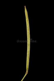 Attēlu rezultāti vaicājumam “Diplotaxis tenuifolia fruit”