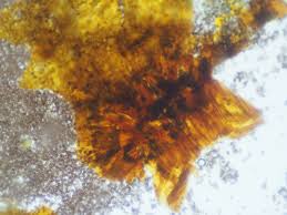 Attēlu rezultāti vaicājumam “Didymium xanthopus spores”