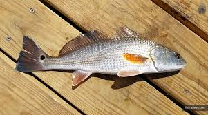 Image result for Sciaenops ocellatus