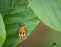 Attēlu rezultāti vaicājumam “Olethreutes arcuella”