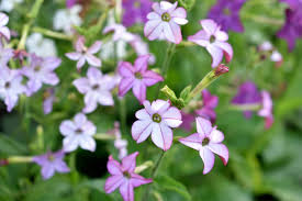 Image result for Nicotiana x sanderae