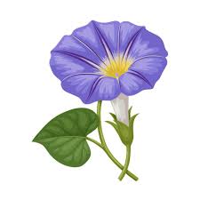 Image result for Ipomoea purpurea