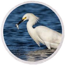 Image result for Egretta thula
