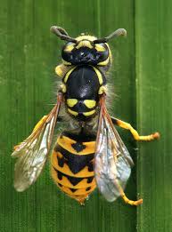Attēlu rezultāti vaicājumam “Vespula germanica male”