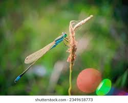 Attēlu rezultāti vaicājumam “Nehalennia speciosa”