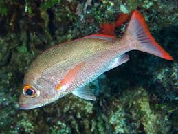 Image result for Lutjanus mahogoni